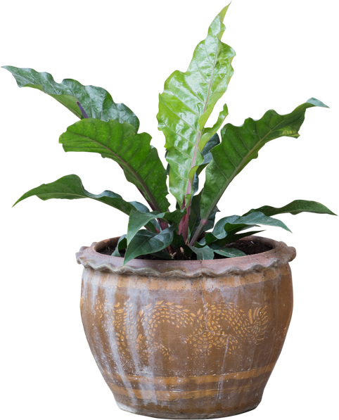 Lush Plant in Ornate Pot