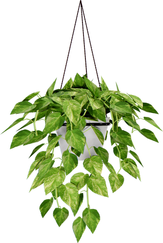 Hanging plant in pot cutout