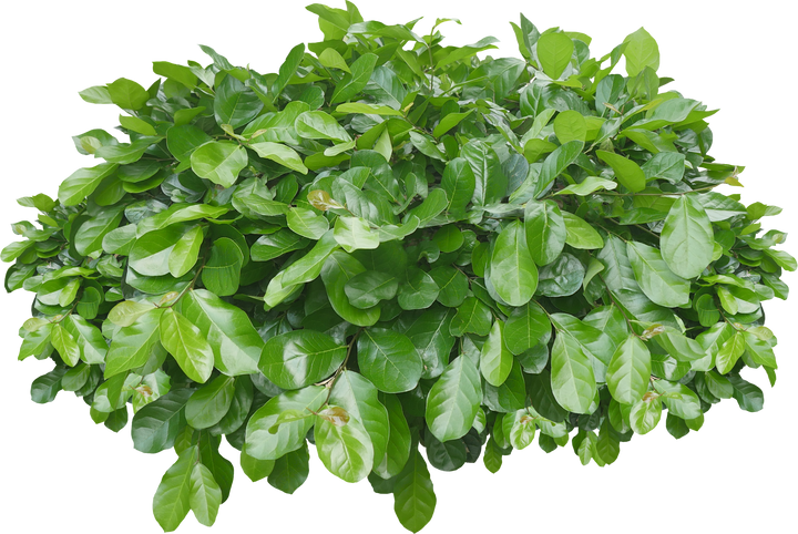 Green Bush Cutout
